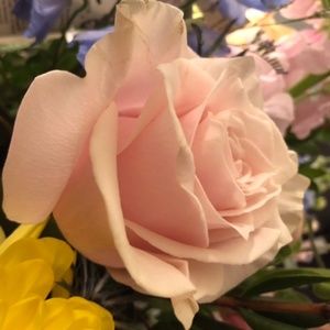 Meet your Posher, Kristine